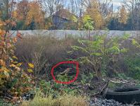 Imagine atasata: 20251031_151547.jpg